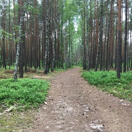 W Lesie Nad Jeziorem
